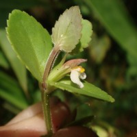 Vandellia diffusa L.